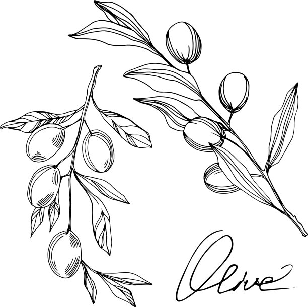 橄榄枝和水果黑色和白色图片下载