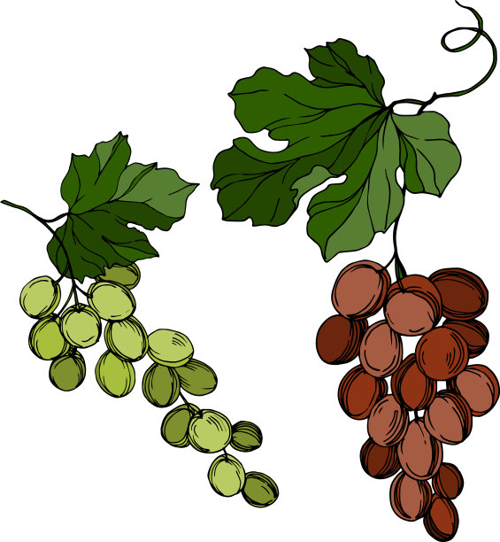 黑莓健康食品图片下载