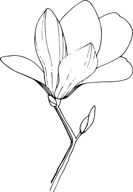 木兰花，植物花黑色和图片下载