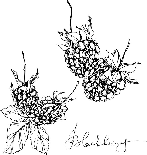 黑莓健康食品黑白刻字图片下载