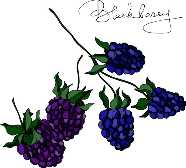 黑莓健康食品黑白刻字图片下载