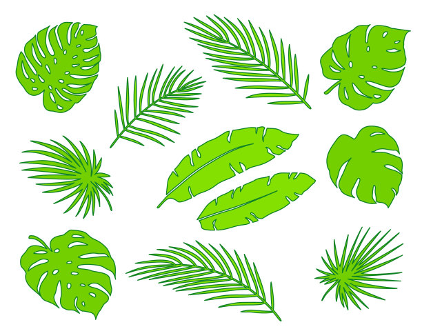 热带亮绿色的棕榈叶，枝叶固定图片下载