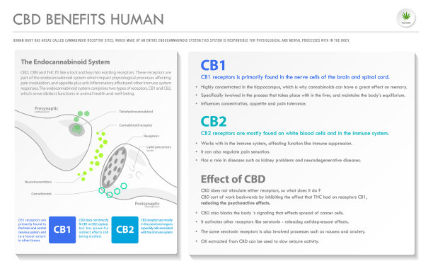 CBD有利于人类的横向业务信息图图片下载