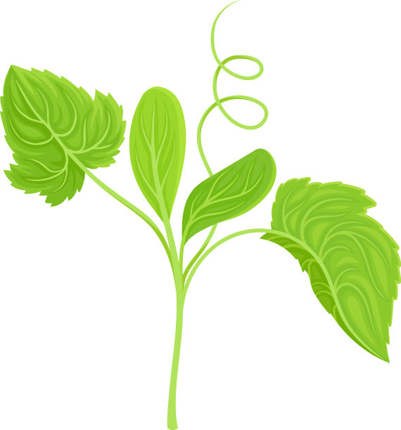 黄瓜叶和茎具卷叶状物图片下载