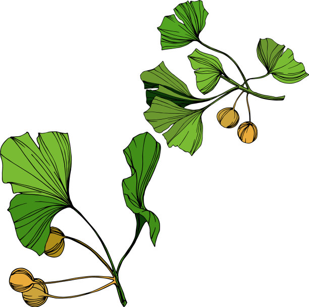 孤立银杏素绿图片下载