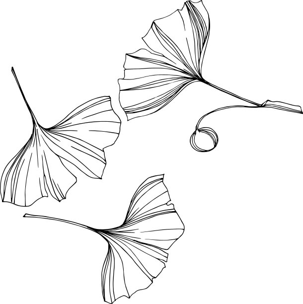 银杏分离素叶图片下载