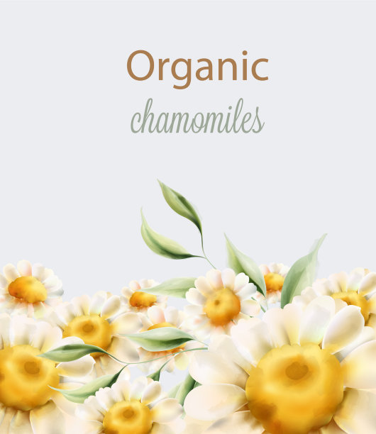 有机洋甘菊花与绿色的叶子图片下载