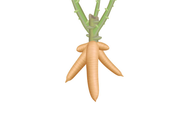 木薯木薯根状茎分离上白色图片下载