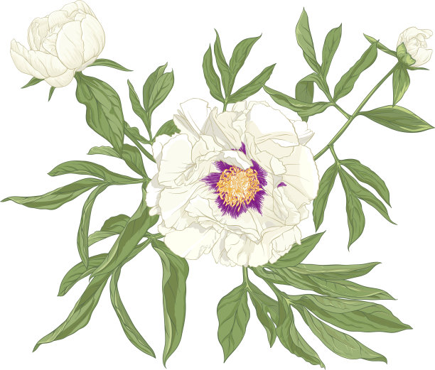 以牡丹为花卉元素进行设计图片下载