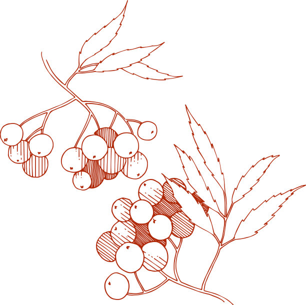 秋天的红山梨花植物浆果植物图片下载
