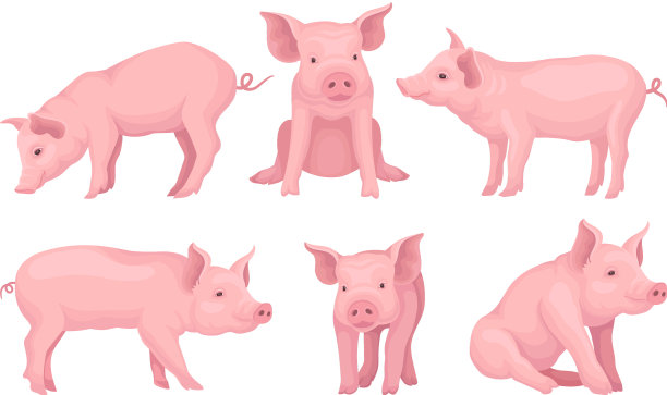 农场猪在不同的姿势设置图片下载