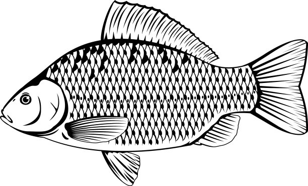 鲫鱼黑白相间图片下载