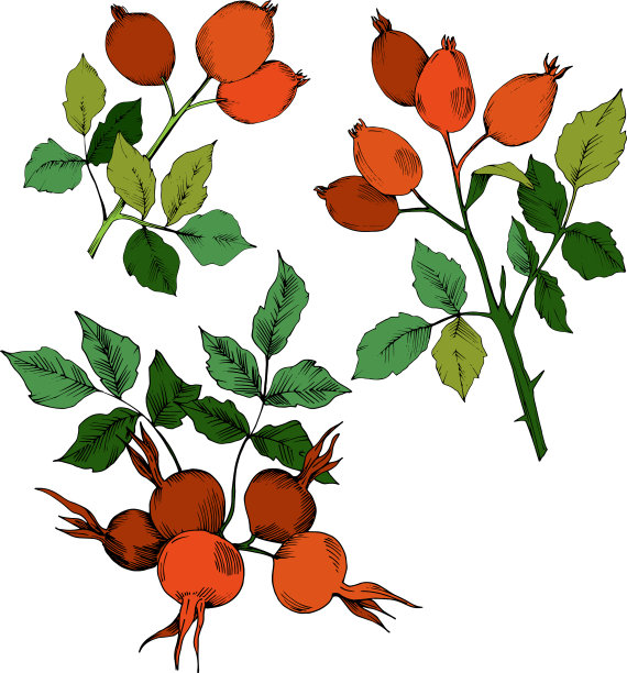 秋红蔷薇果植物植物图片下载