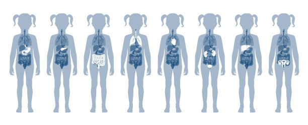 人体内部器官图片下载