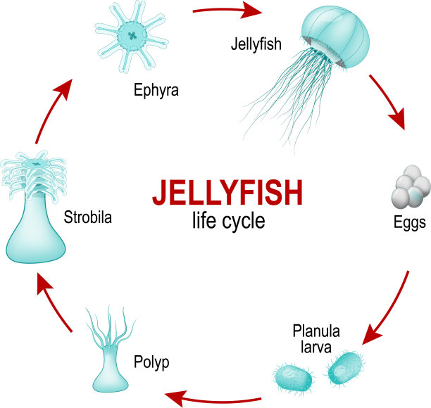 水母从卵到幼虫的生命周期图片下载