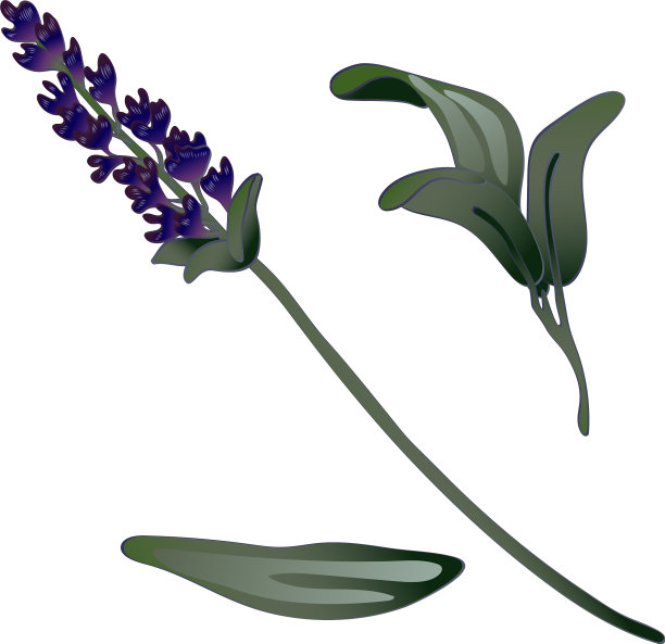 孤立风格的薰衣草花图片下载