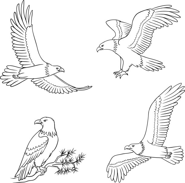 在轮廓中设置秃鹰图片下载