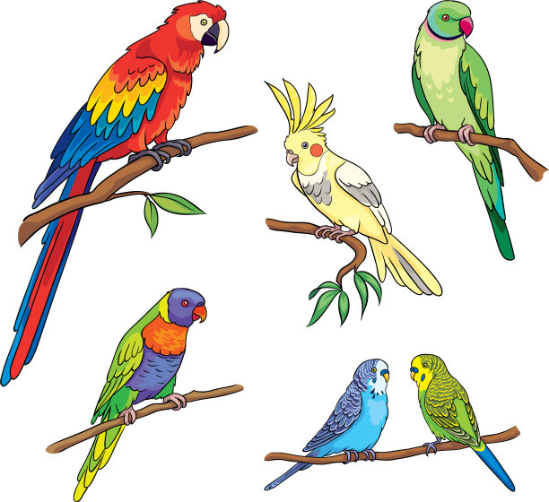 不同的鹦鹉图片下载