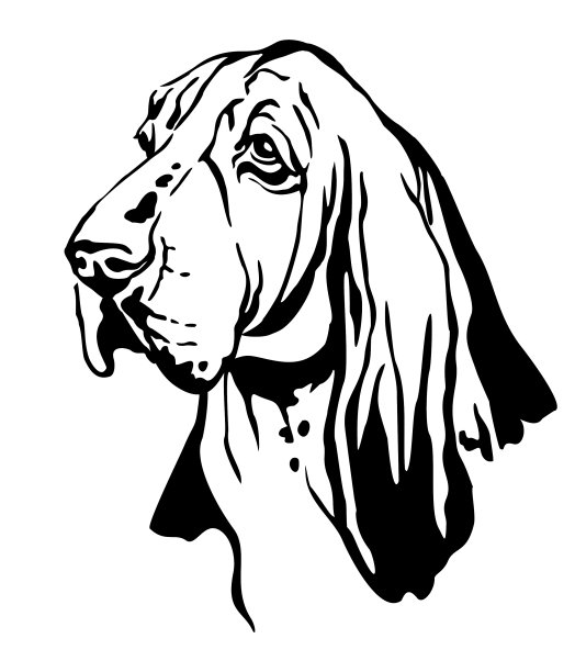 装饰肖像巴吉度猎犬图片下载