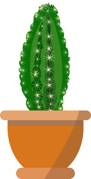 盆栽漂亮的仙人掌孤立在白色图片下载