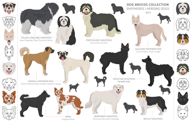 牧羊犬和牧羊犬的集合被隔离开来图片下载
