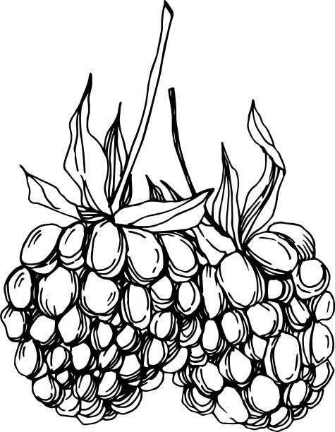 黑莓健康食品黑白刻字图片下载