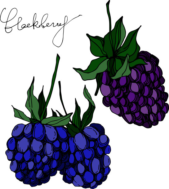 黑莓健康食品黑白刻字图片下载