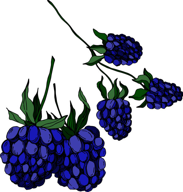 黑莓健康食品黑白刻字图片下载