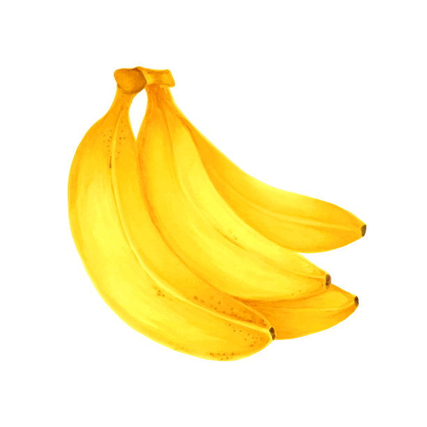手绘水笔画的水果香蕉在白色图片下载