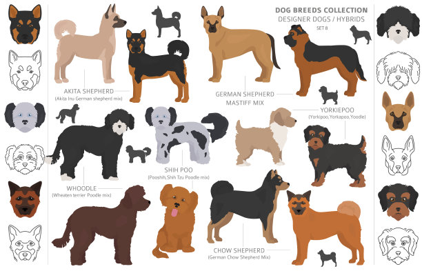 设计犬杂交杂交杂交犬图片下载