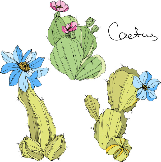 仙人掌花、植物花、绿花图片下载