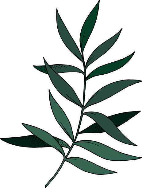 桉树的叶子树枝是黑色和白色的图片下载