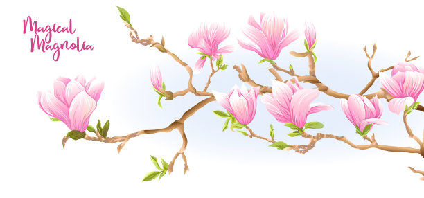 木兰树枝上有花图片下载