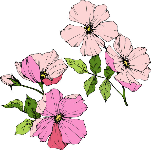 粉红的蔷薇属植物花图片下载