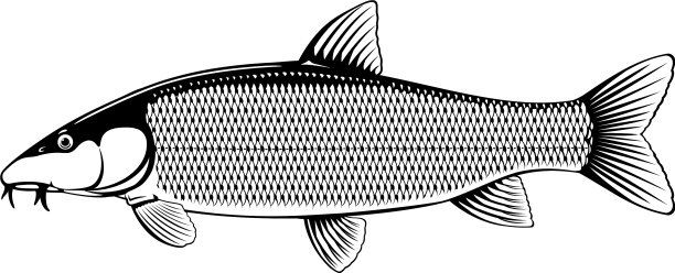 孤立的常见鲃鱼图片下载