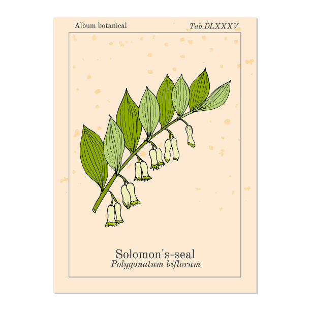 何首乌药用黄精图片下载