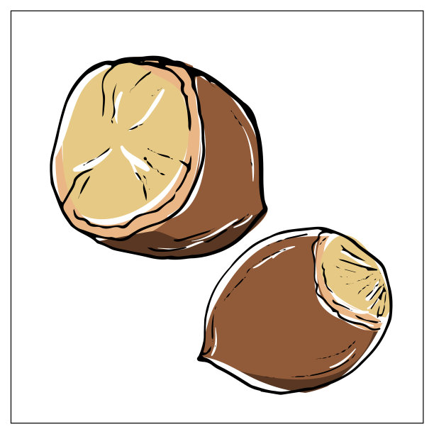 白色背景上的榛子图片下载