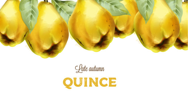 晚秋榅桲与叶在水彩风格图片下载