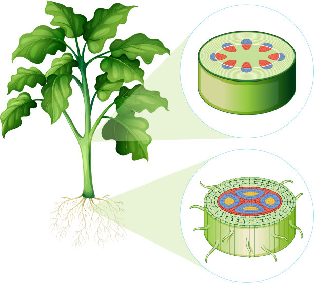 图示为茎和根细胞图片下载