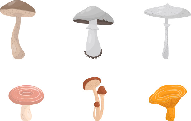 可食用的蘑菇孤立在白色上图片下载