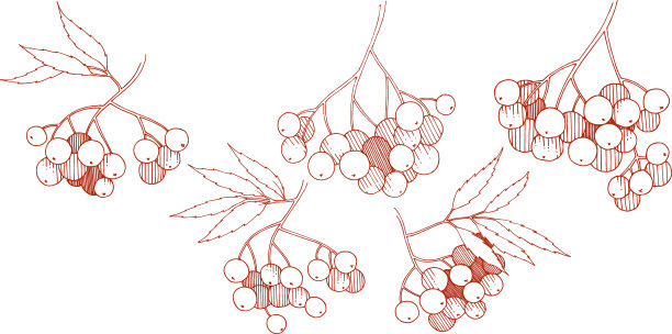 秋天的红山梨花植物浆果植物图片下载