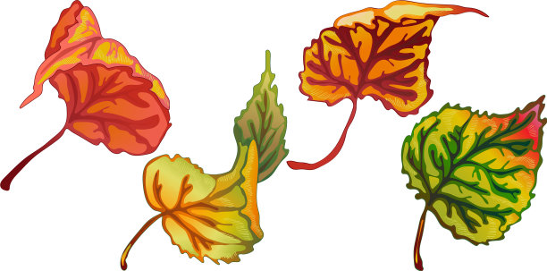 秋叶孤立杨树图片下载