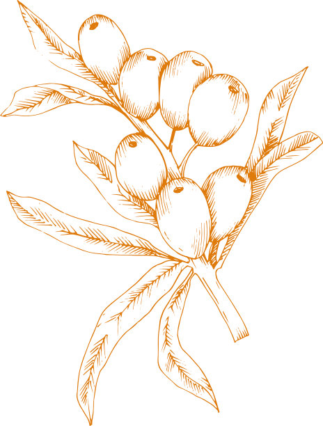 橙色的河马植物图标上的白色图片下载