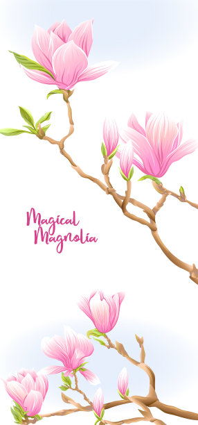 木兰树枝上有花图片下载