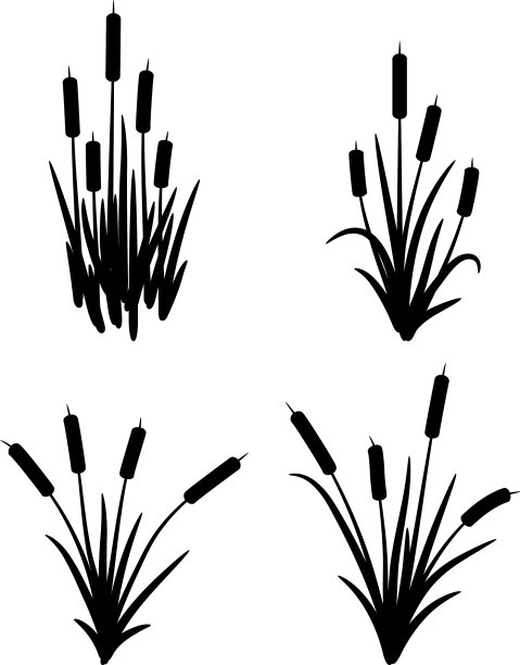 设斑疹伤寒科沼泽草本植物图片下载