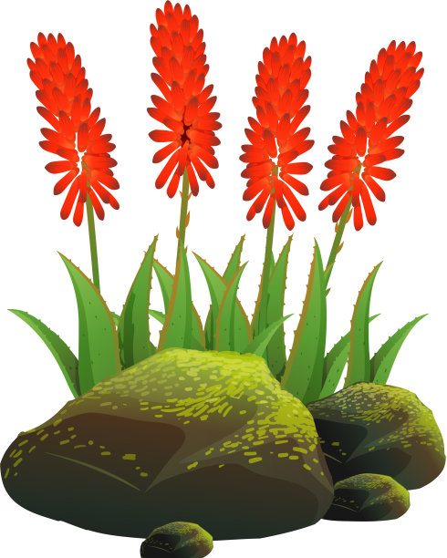 白底红花芦荟图片下载