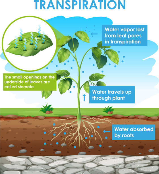 植物蒸腾作用图图片下载