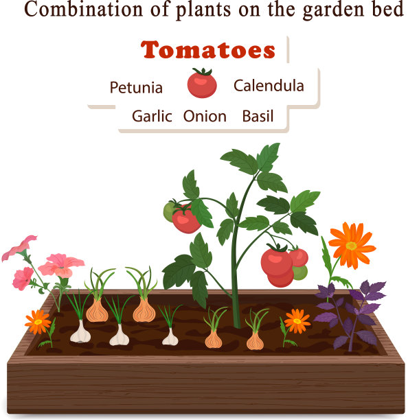 在一个床上种植蔬菜和植物西红柿图片下载