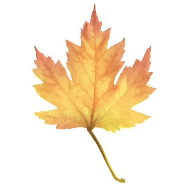 真实的枫叶孤立在白色的背景图片下载