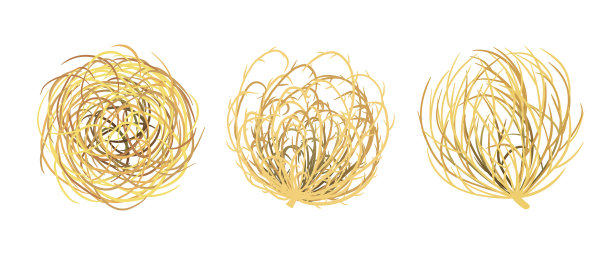 风滚草图片下载